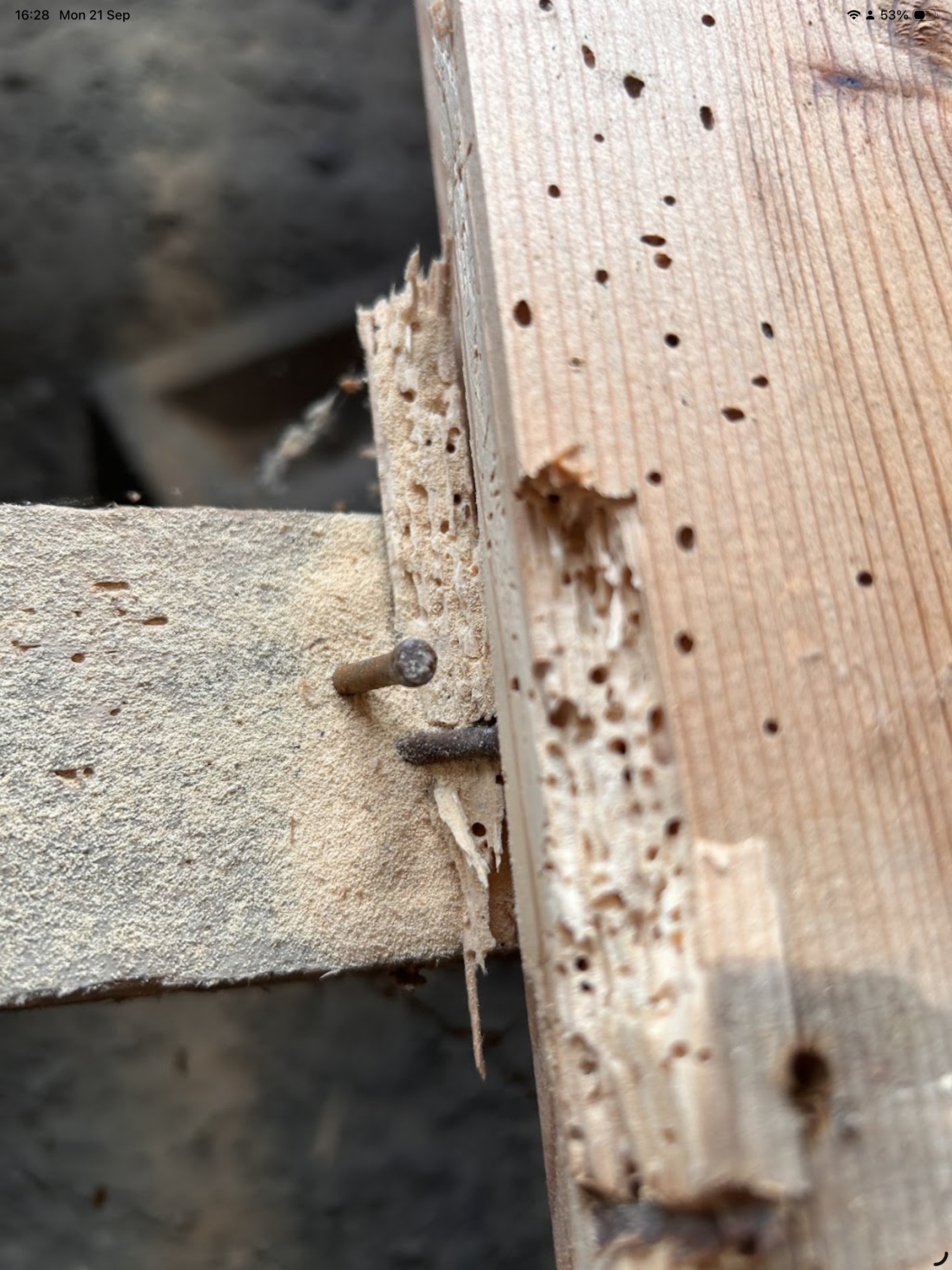 Woodworm Treatment in Basildon