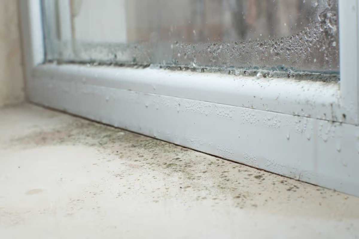 Condensation and mould on a window