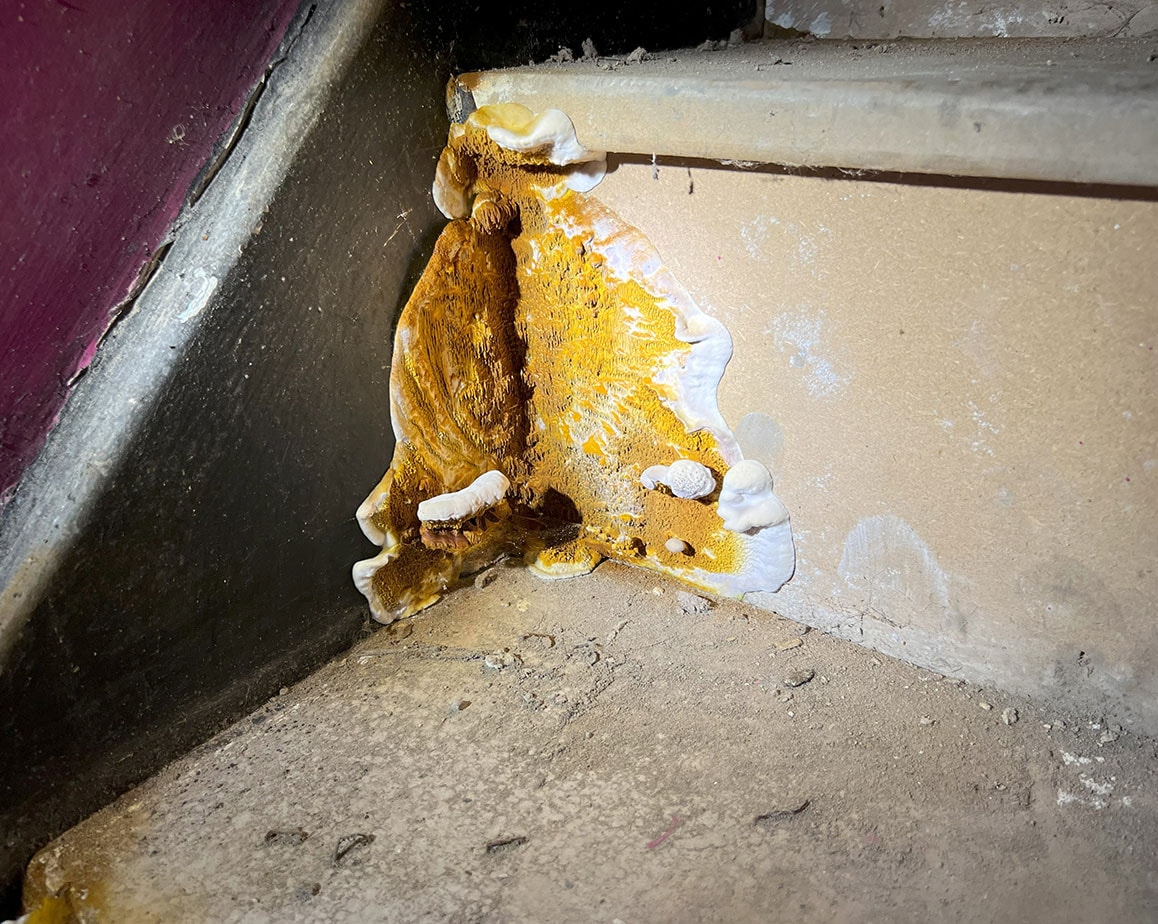 Dry rot treatment on timber