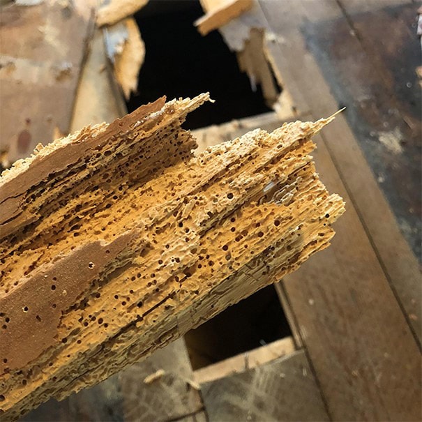 Woodworm damage in timber